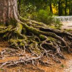 racine de l'arbre pour symboliser notre passé et la généalogie