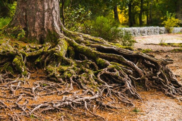 racine de l'arbre pour symboliser notre passé et la généalogie